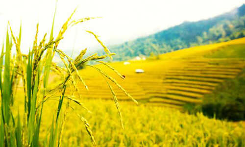 农资要懂得的九大营销策略